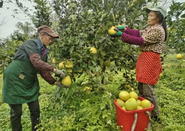 沿河勞聯(lián)村:“柚”逢一年豐收季