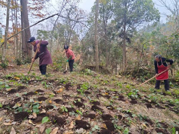 江口：1.59万亩林下淫羊藿冬季管护忙