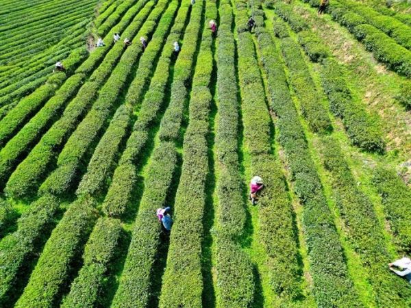 冬日不“閑”｜石阡生態(tài)茶四季豐收