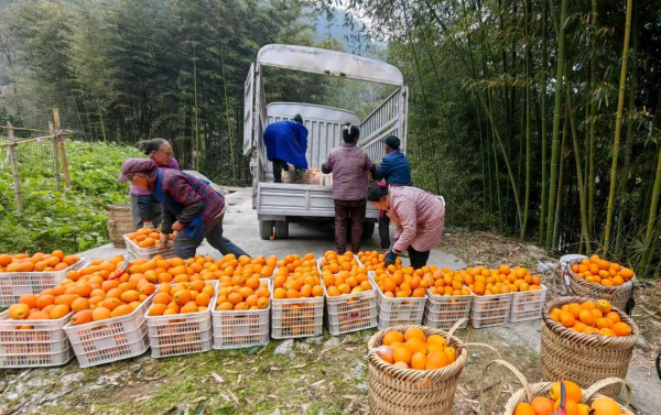 德江农商银行:金融助力橙飘香 产业振兴惠民生