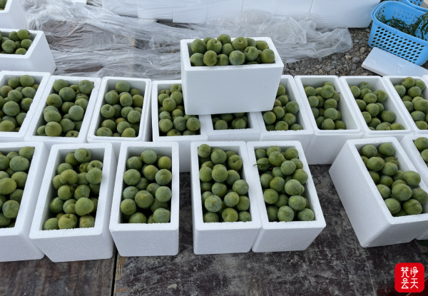 德江縣錢家鄉(xiāng)持續(xù)推進(jìn)和美鄉(xiāng)村建設(shè)