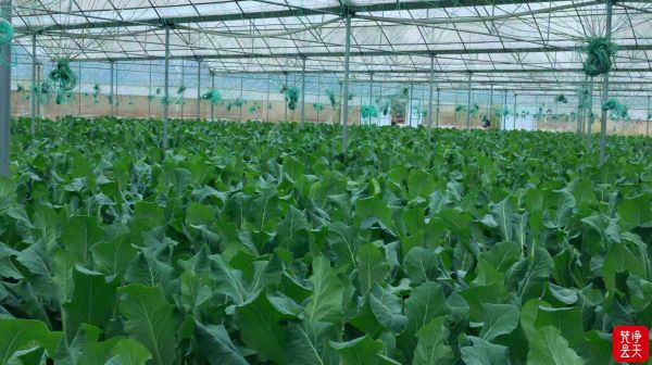 微信图片_2025-12-17_171256_093