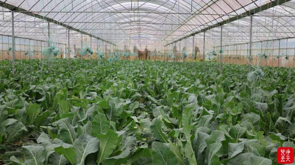 微信图片_2025-12-17_171248_085