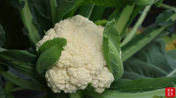 微信图片_2025-12-17_171303_017