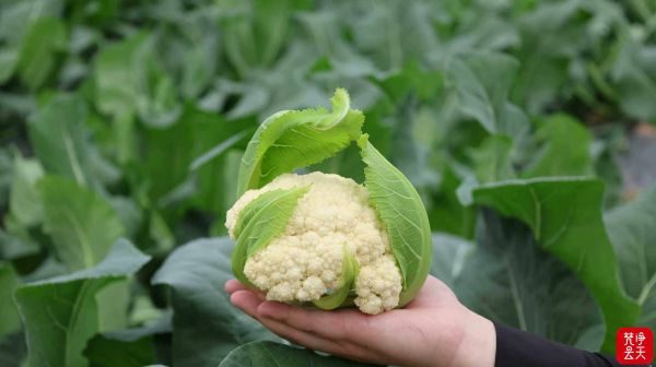 微信图片_2025-12-17_171318_661