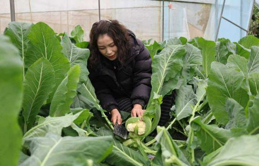 万山黄道花菜丰收销售旺