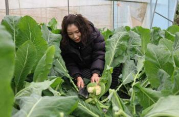 万山黄道花菜丰收销售旺
