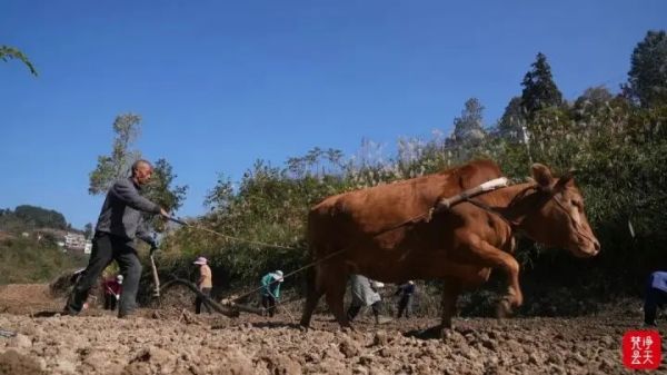 思南枫芸乡:“薯油轮作”让“冬闲田”变“增收田”