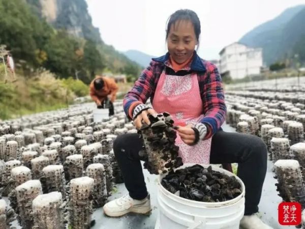 印江幕龙村：黑木耳开出“致富花”