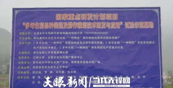 思南多年生双季稻年亩产量破2000斤