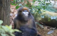 看铜仁“点绿成金”