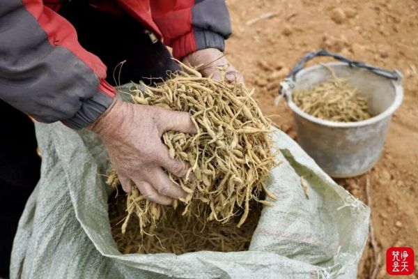 萬山魚塘鄉(xiāng)太子參栽種忙