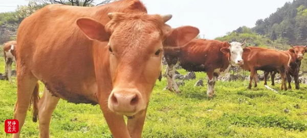 “思南黃牛”年銷(xiāo)售額近六億元