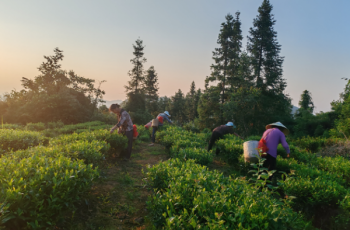 江口骆象村：探索和美乡村建设路径