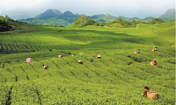 一条“抹茶链”上的致富路
