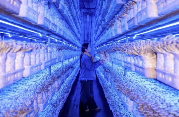 玉屏：食用菌企业赶订单 冲刺“全年红”