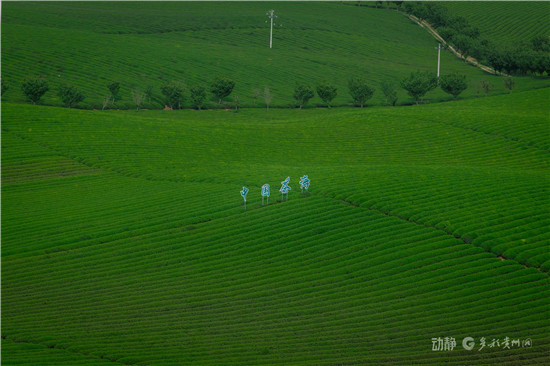贵州茶园面积稳定在700万亩，2025年红茶产量与出口均价双双位居全国第一