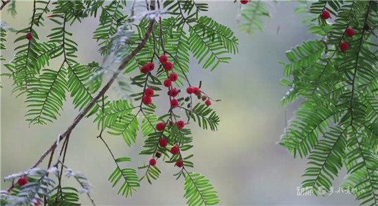 在贵州梵净山 藏着一片植物界的“活化石”