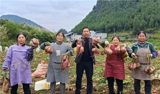 思南红薯火出圈 全链条发力狂揽12亿+  
