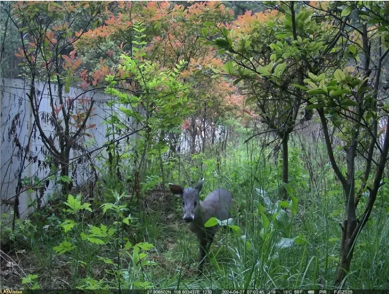 梵净山开辟生态廊道为黔金丝猴打造安居乐园