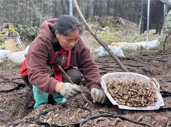 德江: “小天麻” 撑起 “大产业”