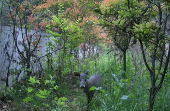 梵净山开辟生态廊道为黔金丝猴打造安居乐园
