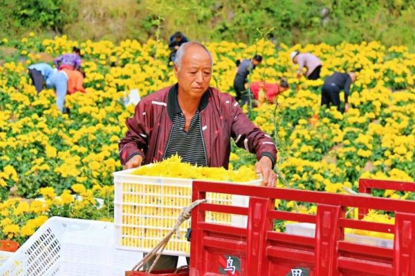 德江：集体大增收 分红润万家