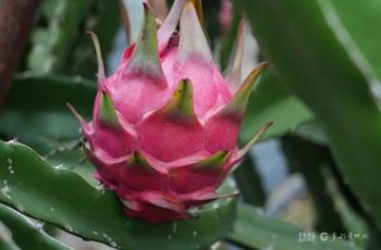 思南塘头火龙果成群众增收“金果果”