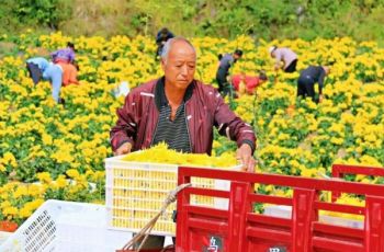 德江：集体大增收 分红润万家