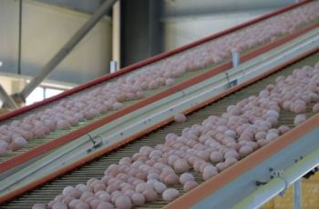 松桃黄板：智能化赋能现代农业 蛋鸡养殖场投产见效