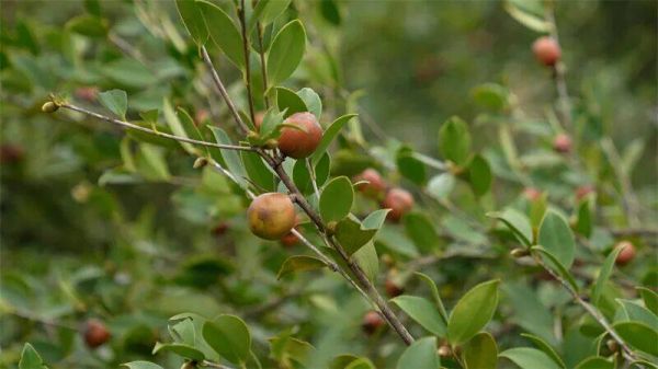 微信图片_2026-01-10_192327_457