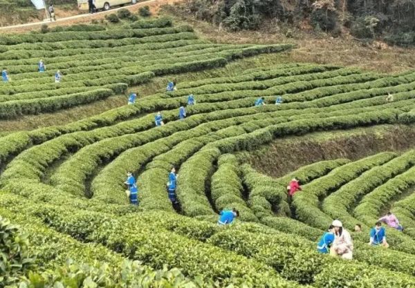 石阡早茶抢鲜上市