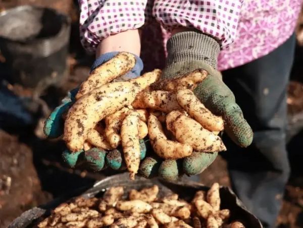 德江天麻取得“芯”突破