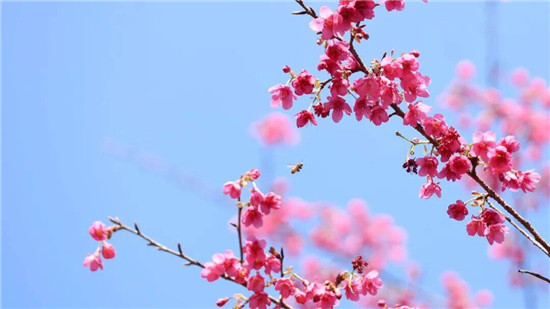 铜仁桃树湾樱花又开了