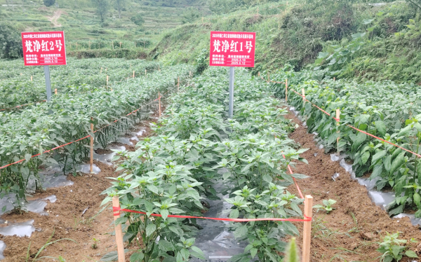 微信图片_2026-01-13_171909_126