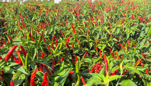 印江首个自主育制辣椒品种获国家级认证