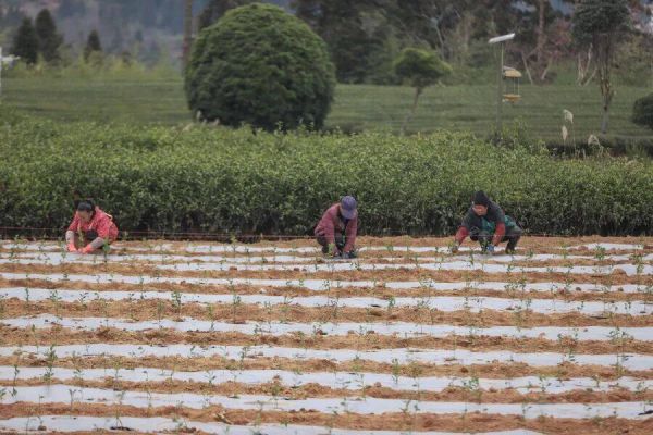 印江：新年种新茶 孕育新希望