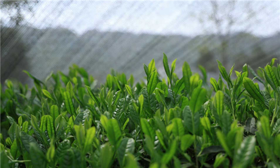 微信图片_2026-01-15_190910_783