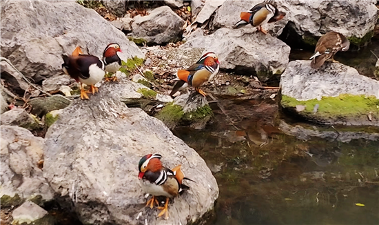 生态持续向好！大批野生鸳鸯飞到印江栖息越冬
