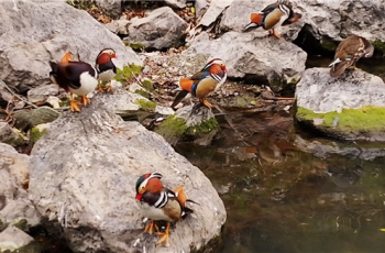 大批野生鸳鸯飞到印江栖息越冬