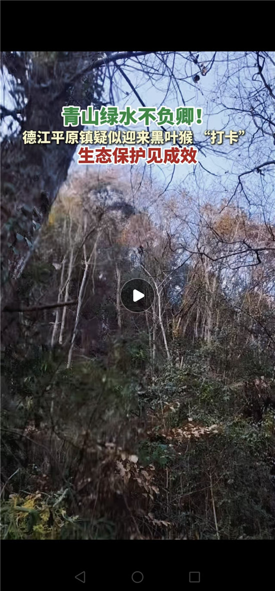 稀奇！铜仁平原镇首次发现