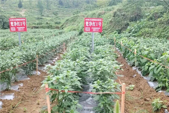 微信图片_2026-01-18_181626_499