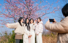 万山：樱花盛开惹人醉