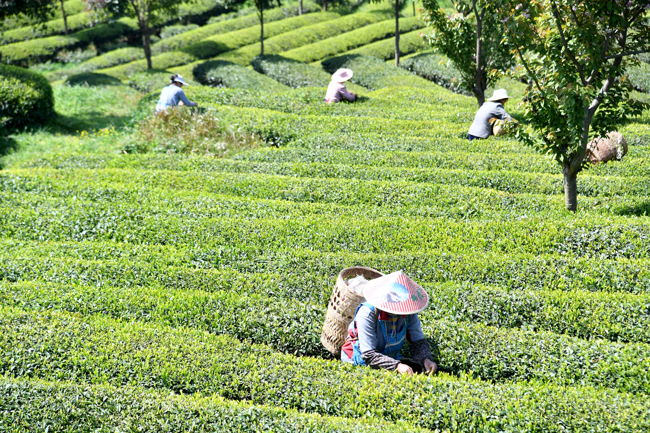 媒体看铜仁丨贵州铜仁抹茶底气何在？