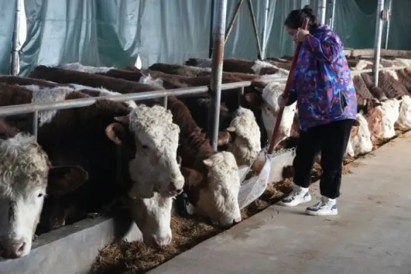 万山:闲置养殖场“牛”转增收路