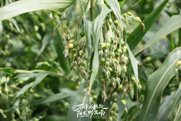 微信图片_2026-01-28_124404_705