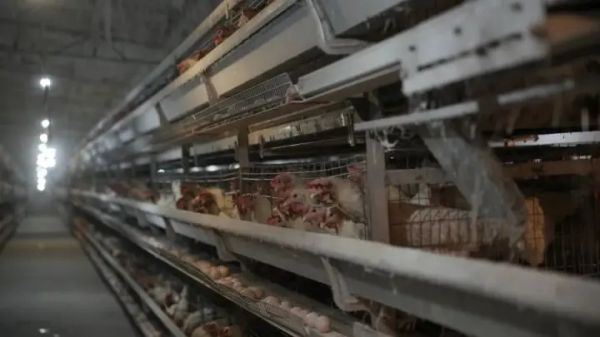 路良村：一枚小鸡蛋“孵”出400万大产业大龙开发区