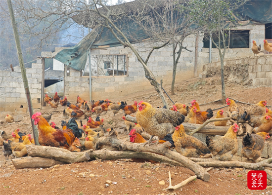 贵人服务添动力  铜仁中小企业焕发新生机