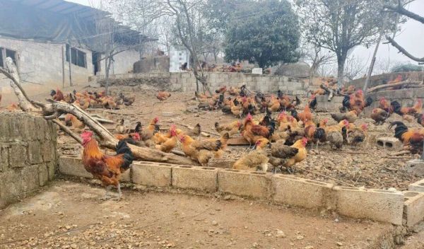 微信图片_2026-01-31_155320_612