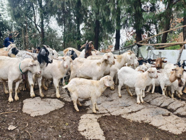 微信图片_2026-01-31_155335_527